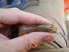 Procambarus simulans