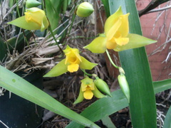 Lycaste aromatica