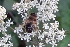 Eristalis tenax