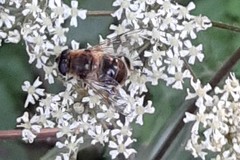 Eristalis tenax