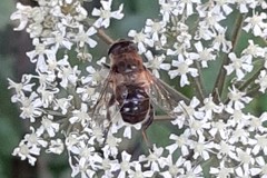 Eristalis tenax