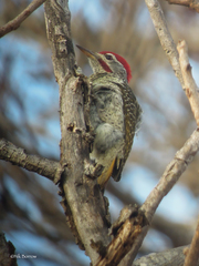 Campethera scriptoricauda