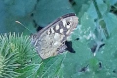 Pararge aegeria