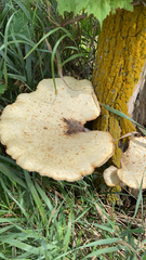 Cerioporus squamosus