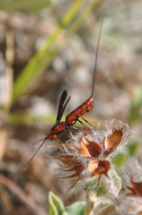 Glyptomorpha pectoralis