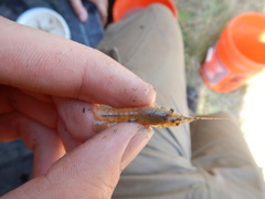 Procambarus simulans