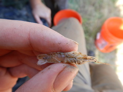 Procambarus simulans