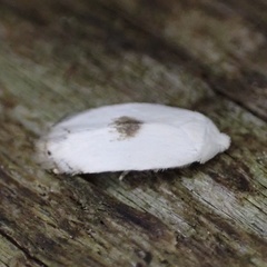 Pseudopostega quadristrigella