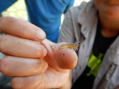 Procambarus simulans