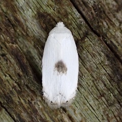 Pseudopostega quadristrigella