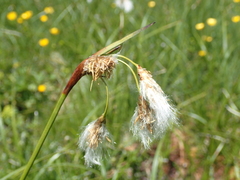 Eriophorum latifolium