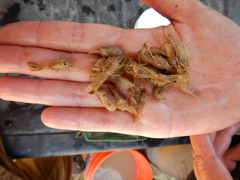 Procambarus simulans