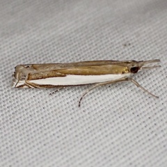 Crambus quinquareatus