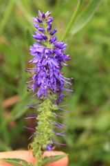 Veronica steppacea
