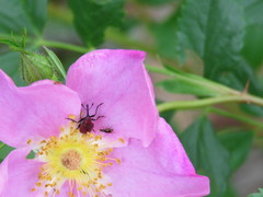 Merhynchites bicolor
