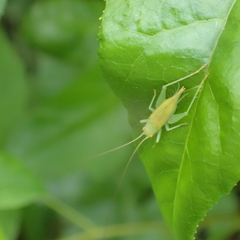 Cyrtoxipha columbiana
