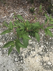 Phytolacca americana rigida