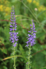 Veronica steppacea