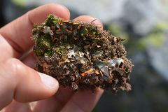 Solorina crocea