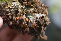Solorina crocea