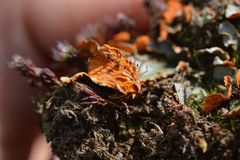 Solorina crocea