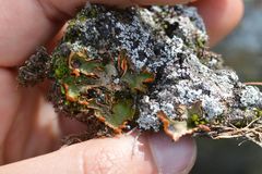 Solorina crocea