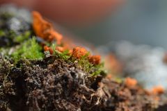 Solorina crocea
