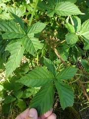 Rubus setosus