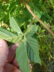 Rubus setosus