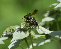 Myzinum carolinianum
