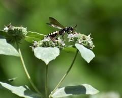 Myzinum carolinianum