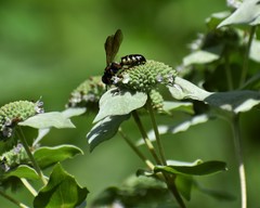 Myzinum carolinianum