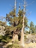 Sierra Juniper - Photo (c) Sam McNally, some rights reserved (CC BY-NC), uploaded by Sam McNally
