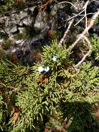 Sierra juniper