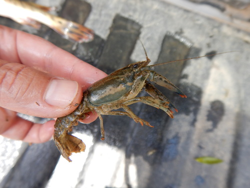 Pecan Bayou Crayfish (Faxonius castaneus) · iNaturalist