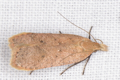 Dichomeris ventrellus