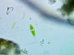 Closterium navicula