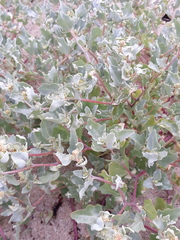 Atriplex laciniata