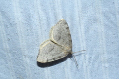 Macaria evagaria