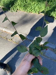 Cotoneaster floccosus