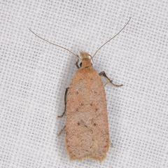 Dichomeris ventrellus