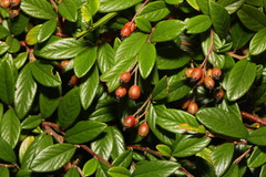 Cotoneaster salicifolius