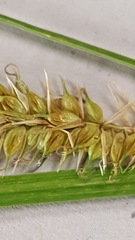Carex utriculata