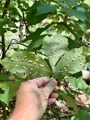 Caryomyia holotricha