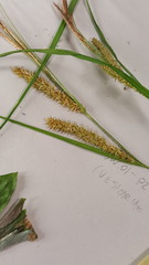 Carex utriculata