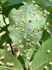 Caryomyia holotricha