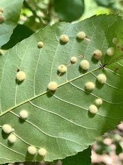 Caryomyia holotricha