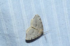 Macaria evagaria