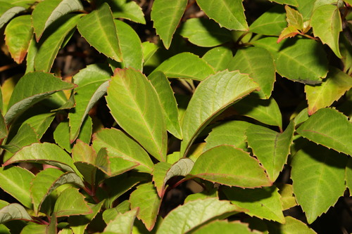 Parthenocissus henryana, photograph 4