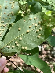 Caryomyia holotricha
